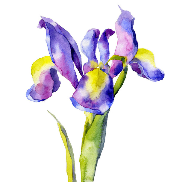 Violet, beautiful, garden, garden, meadow, ornamental flowers. Noble, slender, strong, fragrant iris. Festive bouquet. Watercolor. Illustration - Valokuva, kuva
