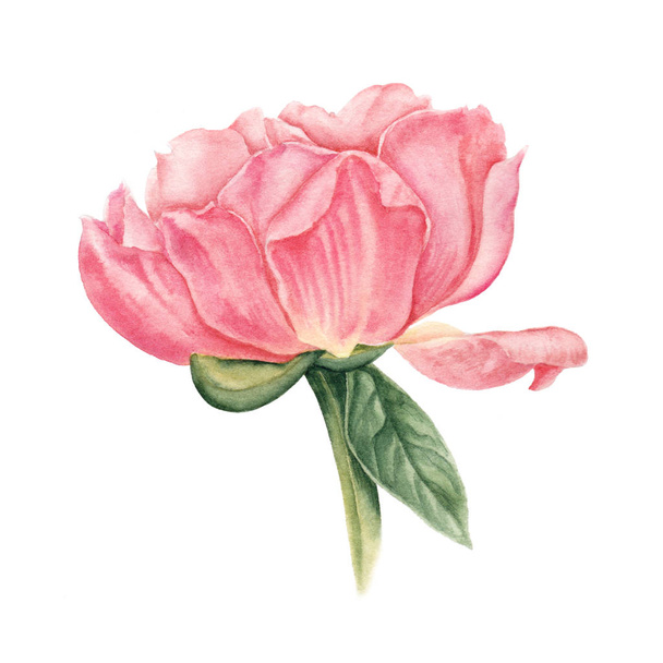 Pink, salmon peony watercolor botanical illustration isolated on white background - Фото, изображение