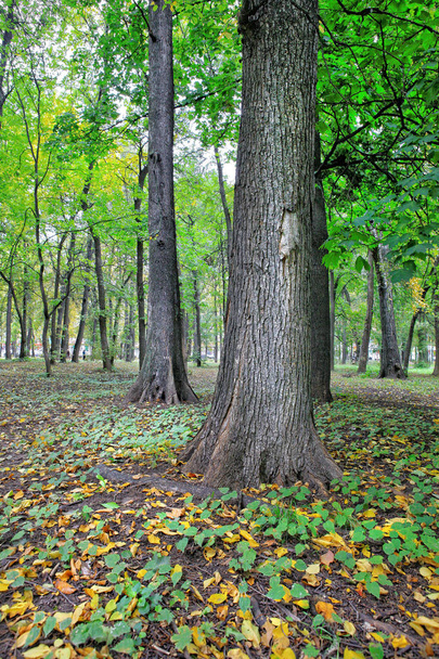 Tree with bark in autumn park - Φωτογραφία, εικόνα