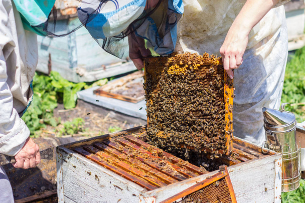 pszczelarze wziąć ramki honye z ula - Zdjęcie, obraz