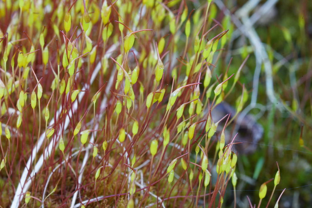 living in a world of mosses as tortula wall closeup - Photo, Image