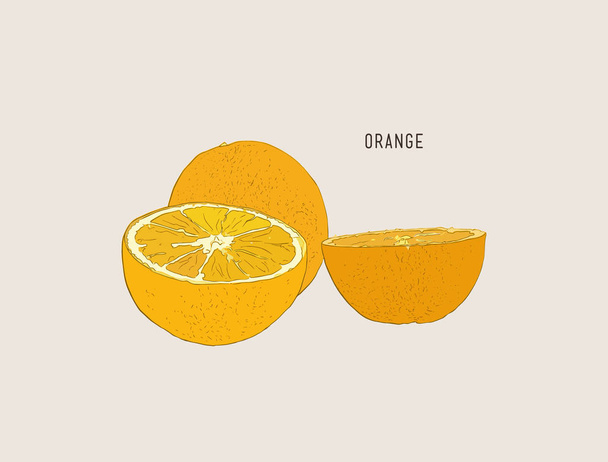 Vector oranges hand drawn sketch. - Vecteur, image