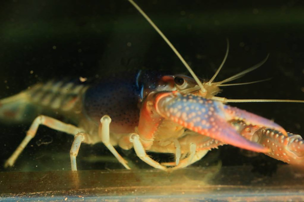 crayfish in the water - Photo, Image