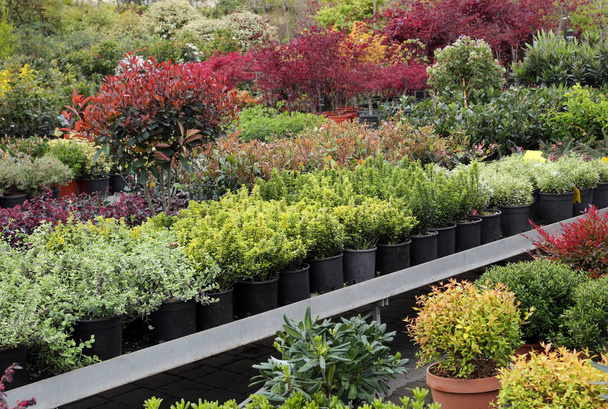 outdoor plants for sale in the greenhouse Florist - Φωτογραφία, εικόνα
