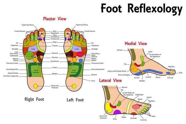 Tabla de pies de reflexología
 - Vector, imagen