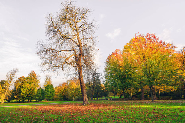Őszi táj, egy nagy fa lehullott levelek az őszi és gyönyörű őszi színek, a háttérben a tress, amely a földön - Fotó, kép
