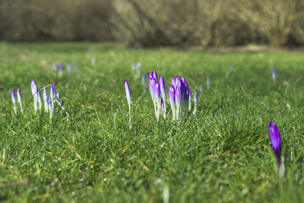 紫の色で春のクロッカスの花 - 写真・画像
