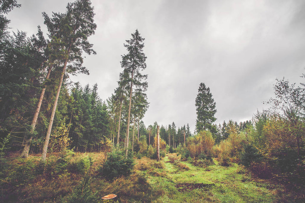 İskandinav ormanında sonbahar - Fotoğraf, Görsel