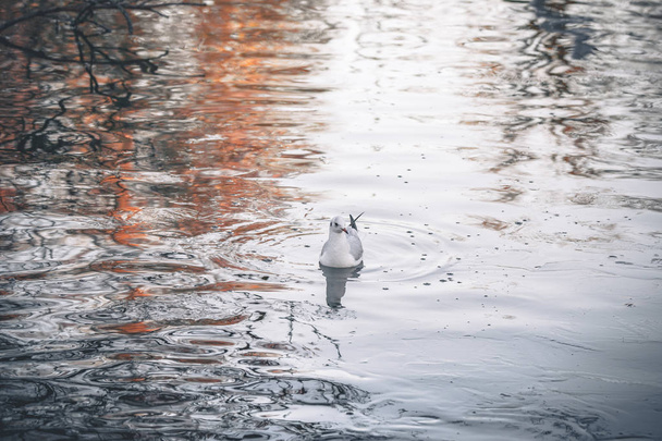 Дикий птах у холодній воді
 - Фото, зображення