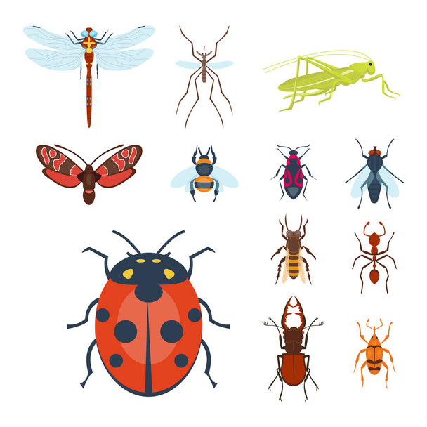 Colorful insects icons isolated wildlife wing detail summer bugs wild vector illustration - Vector, Image