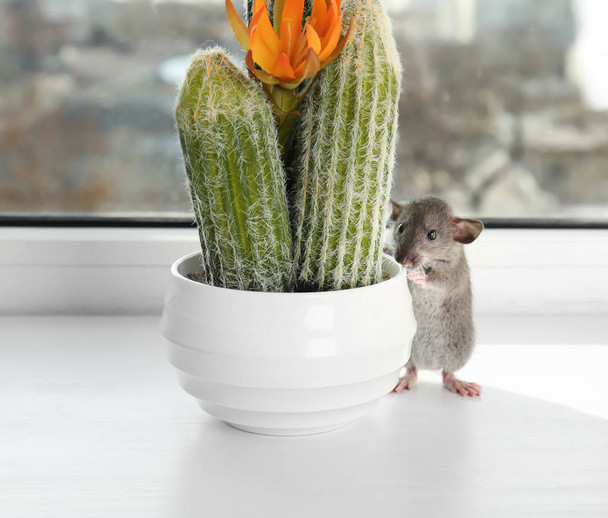 Cute little rat - Foto, imagen