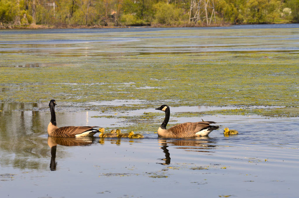 Gansos en el lago
 - Foto, Imagen