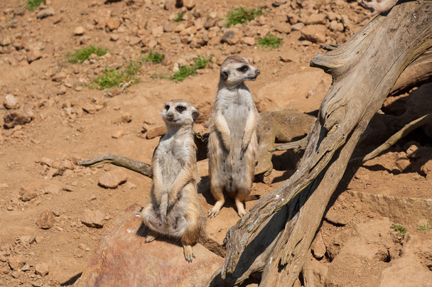 The meerkat watching and guarding in safari - Valokuva, kuva