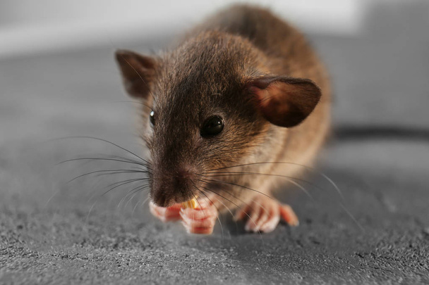schattige kleine rat - Foto, afbeelding