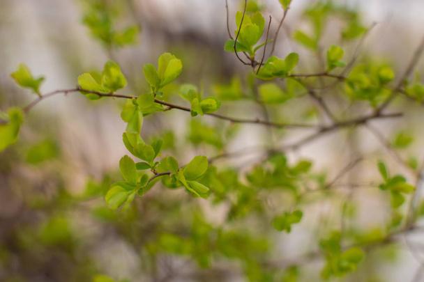 Зеленое дерево весной - Фото, изображение