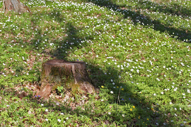 Sasanka hajní (anemone dřevo) květy v oak forest - Fotografie, Obrázek