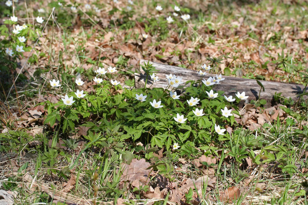 Anemone nemorosa (anémone du bois) fleurs dans la forêt de chênes
 - Photo, image