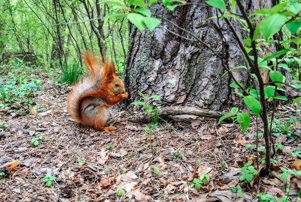 Червона білка з горіхом у лісі
 - Фото, зображення