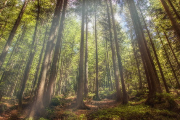 Мистический лес с волшебным солнечным светом
 - Фото, изображение