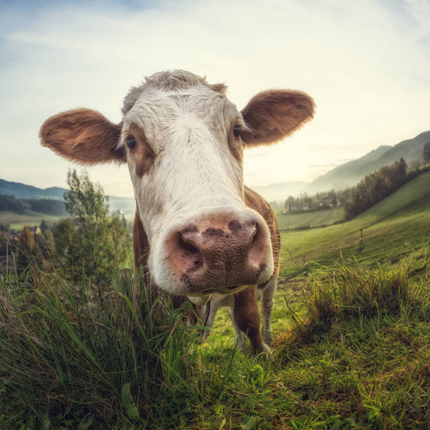 Curious cow looking at the camera, fish-eye optic - Fotoğraf, Görsel