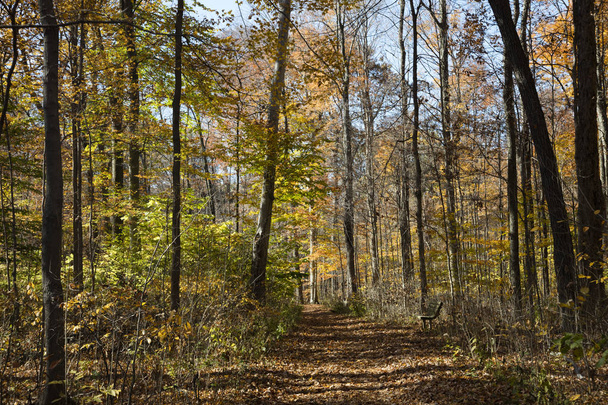 Na podzim listí a stromy - Fotografie, Obrázek