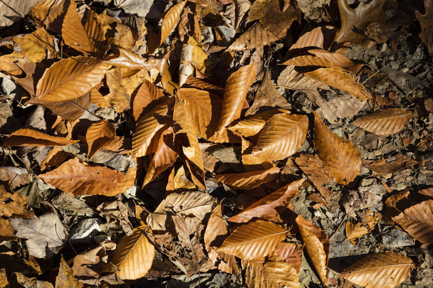 Upadłe jesienne liście - Zdjęcie, obraz