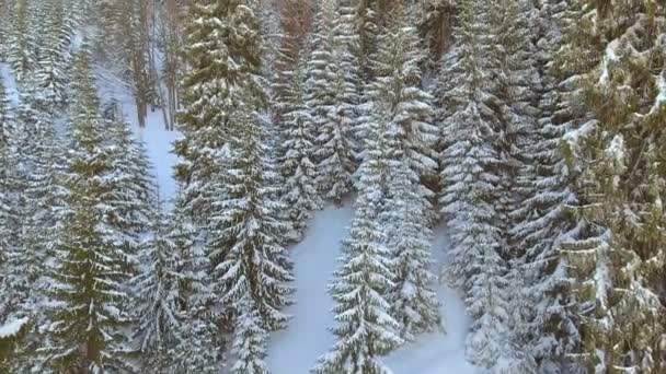 木林森の空撮。冬の季節は雪。美しい自然. - 映像、動画