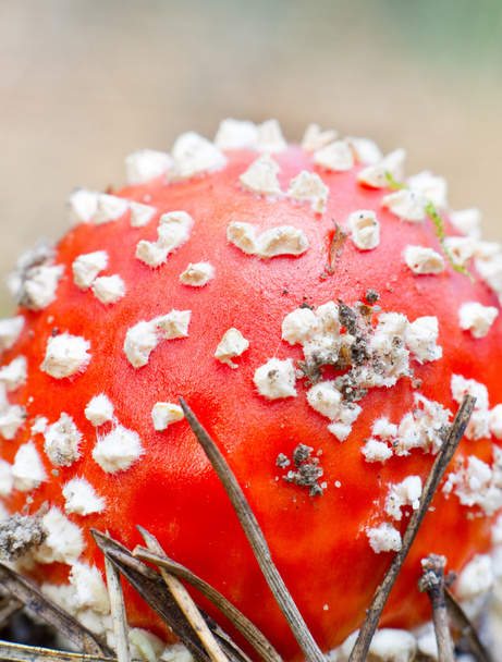 Fly-agaric in the forest - Photo, Image