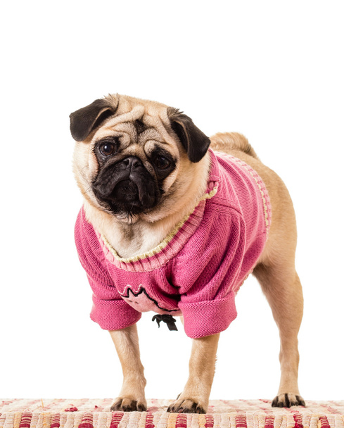 Menina Pug Dog em camisola rosa
 - Foto, Imagem
