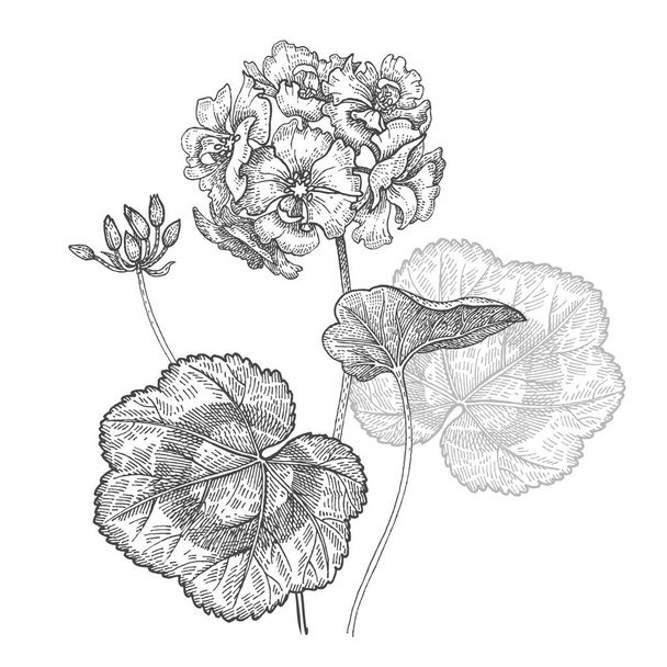 Geranium flower. Isolated bouquet on white background. - Vector, Imagen