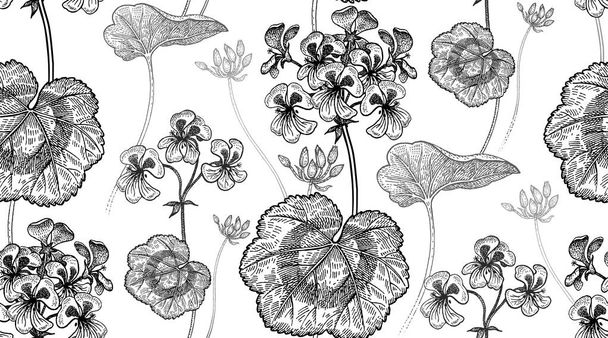 Geranium flowers. Seamless floral pattern. - Vektör, Görsel