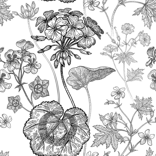 Geranium flowers. Seamless floral pattern. - Vector, imagen