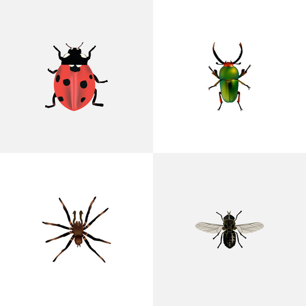 現実的なミッジ、テントウムシ、昆虫および他のベクトルの要素。昆虫のリアルなシンボルのセットには、虫、てんとう虫、クモのオブジェクトも含まれています. - ベクター画像