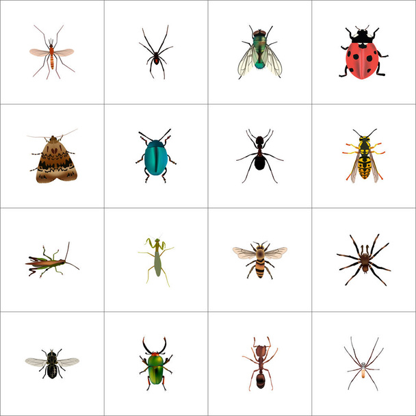 Mariposa realista, Gnat, araña y otros elementos vectoriales. Conjunto de símbolos realistas de insectos también incluye insectos, joyas, objetos punzantes
. - Vector, imagen