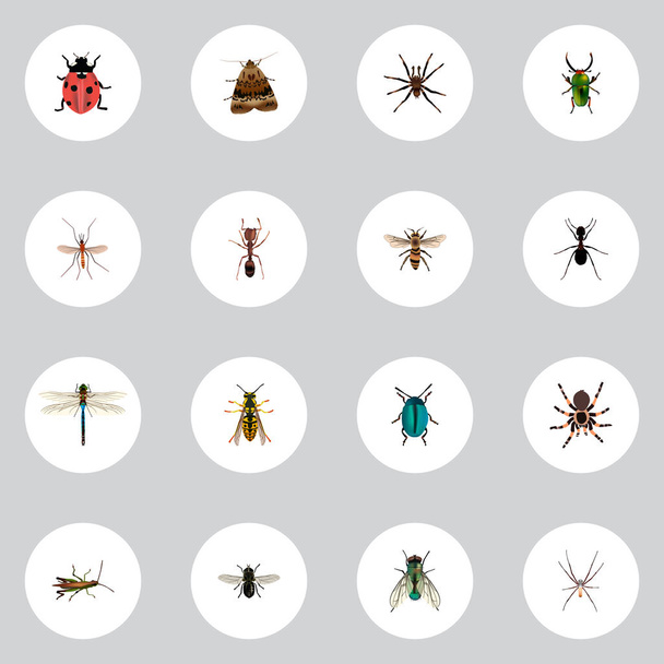 realistische Heuschrecke, Schmetterling, Stubenfliege und andere Vektorelemente. Eine Reihe von bug realistischen Symbolen umfasst auch Spinnentiere, Heuschrecken und Heuschrecken. - Vektor, Bild