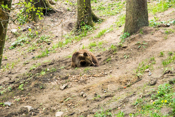 grote beer slapen in de natuur - Foto, afbeelding