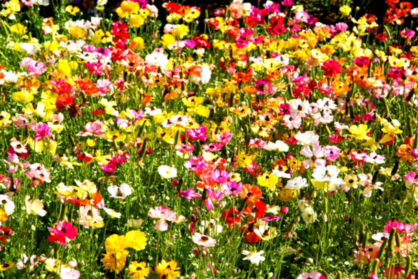 çiçek ve Bahçe    - Fotoğraf, Görsel