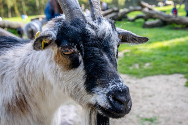 красивая коза в зеленом поле с рогами
 - Фото, изображение