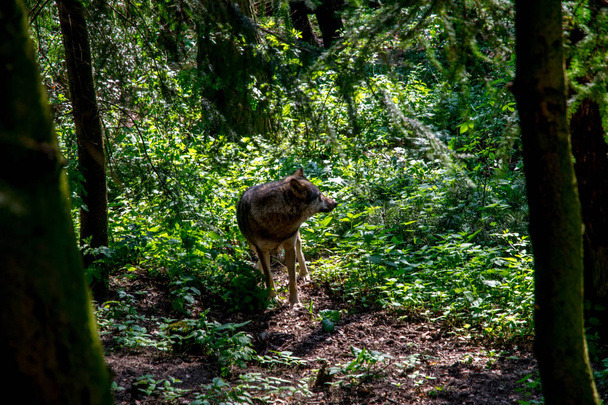Šedý vlk v lese mezi zelenými stromy - Fotografie, Obrázek