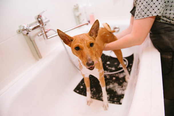 Lavare il cane nella parte anteriore del parrucchiere professionista taglio di capelli
. - Foto, immagini