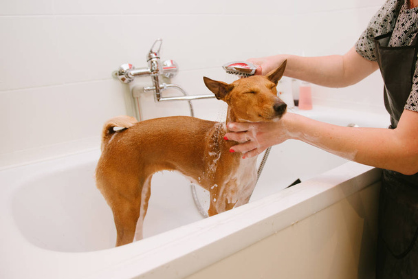Lavare il cane nella parte anteriore del parrucchiere professionista taglio di capelli
. - Foto, immagini