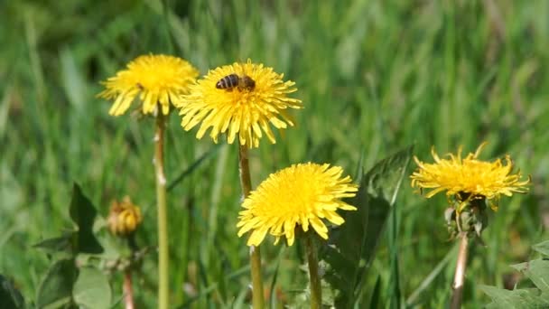 Bee pollen összegyűjti - Felvétel, videó