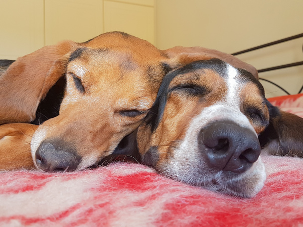 Due simpatici cani che dormono fianco a fianco. Uno sguardo ravvicinato di un momento divertente e amorevole
. - Foto, immagini