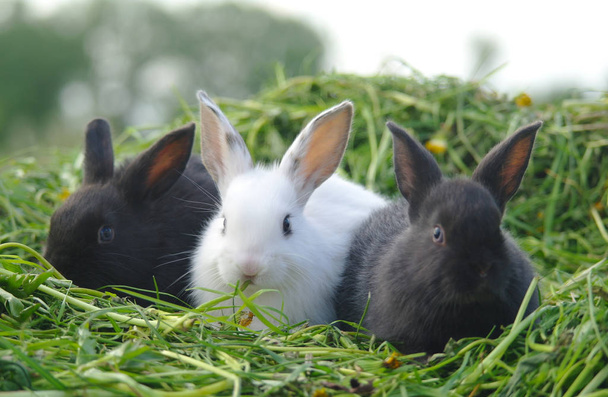 Černá a bílá baby králíci na zelené trávě - Fotografie, Obrázek