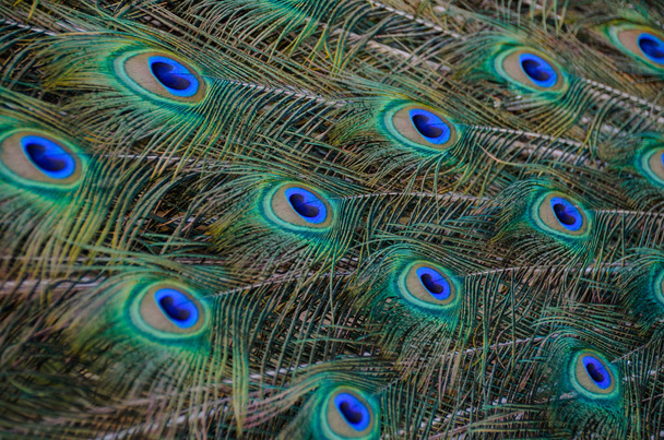 Colorful peacock with bright spread tail - Foto, afbeelding