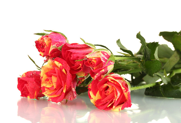 Beautiful red-yellow roses on white background close-up - Фото, зображення