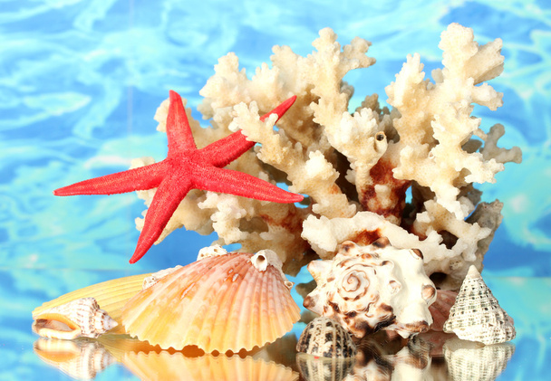 Sea coral with shells on water background close-up - Photo, Image