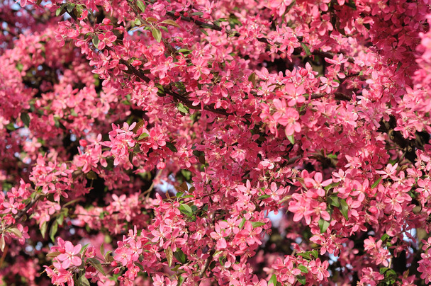 рожевий Весняні квіти
 - Фото, зображення