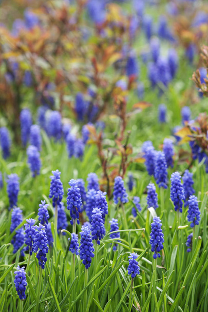 muscari - flores azules de primavera
 - Foto, Imagen