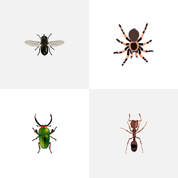 Realistic Tarantula, Emmet, Midge And Other Vector Elements. Set Of Insect Realistic Symbols Also Includes Arachnid, Pismire, Fly Objects. - Vector, Image